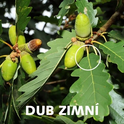 Zelené vřesky na větvi zimního dubu