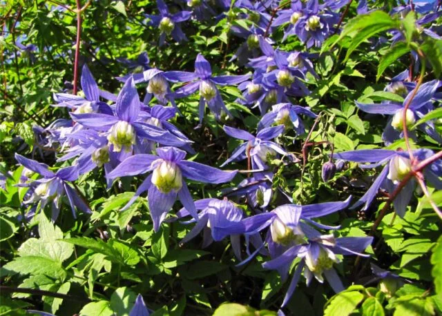Modré květy clematis rostoucí na zeleném listí v zahradě.