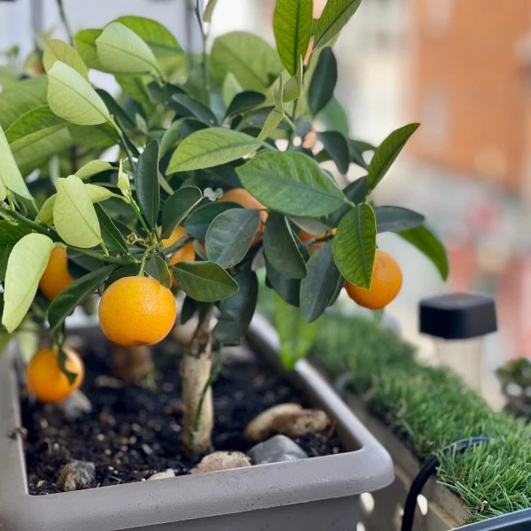 Citronovní strom s plody na balkóně