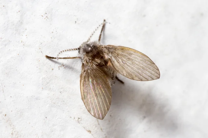 Drain fly