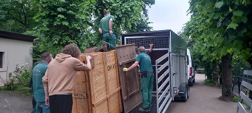 Pracovníci překládají krabici s kudu do transportního vozu.