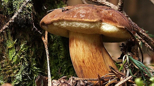 Boletus mushroom