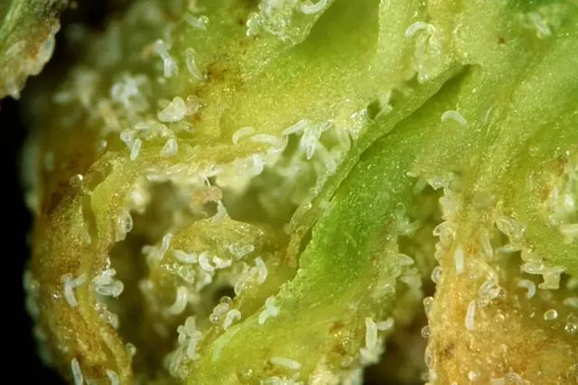Bílá larva vlnovníka rybízového na poškozeném listu.