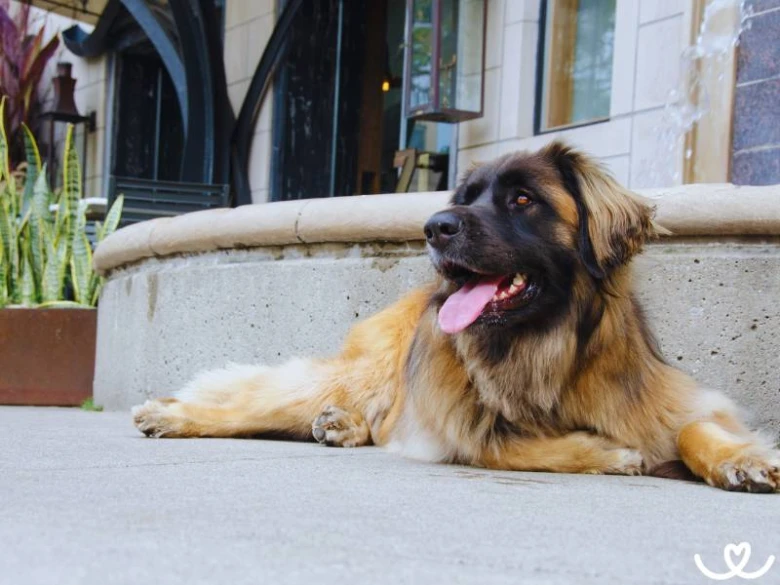Leonberger leží venku před budovou s jazykem vystrčeným.