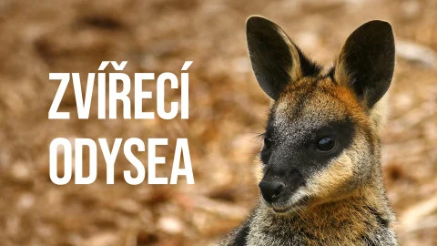 Malé veverkovité zvíře s velkýma ušima na přírodním pozadí.