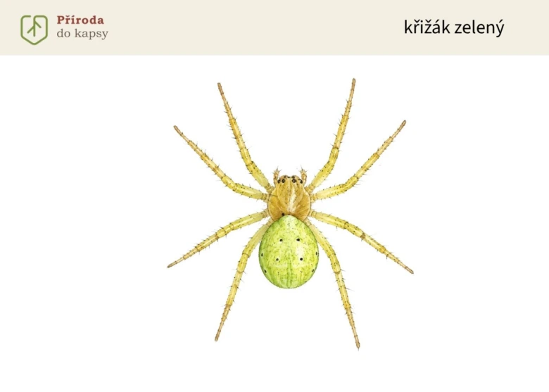 Ilustrace křižáka zeleného, pavouk s jasně zeleným tělem.
