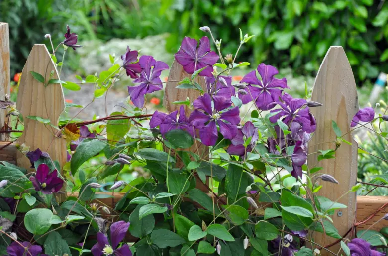 Fialové květy clematis rostoucí na dřevěném plotu v zahradě.