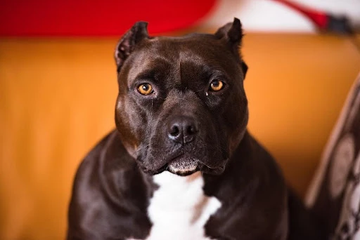 Černý pes plemene pitbull sedící na žlutém gauči.