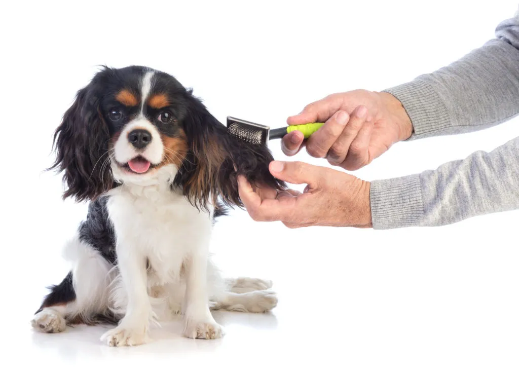 Muž hříže psa druhu King Charles Spaniel