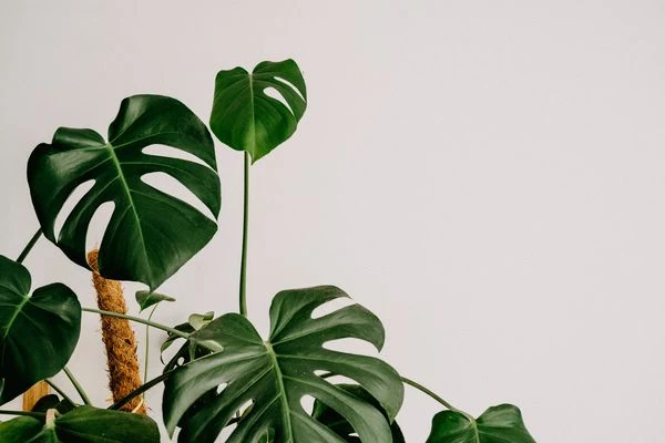 Zelená rostlina monstera s velkými listy na bílém pozadí.