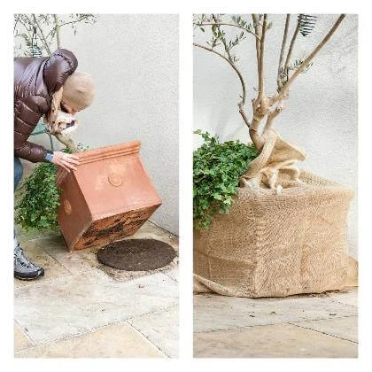 Přesazování olivovníku do nového květináče