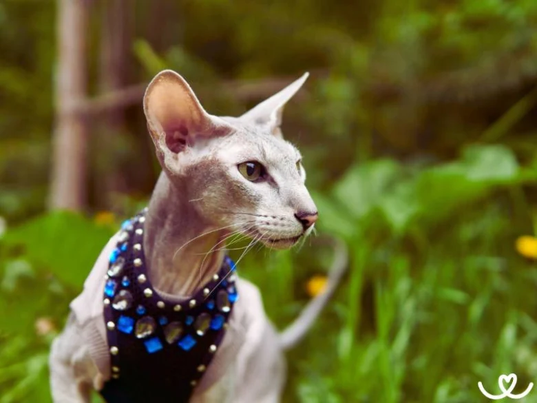 Peterbald kočka v přírodě s ozdobným poprsím.
