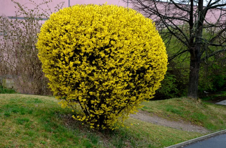 Zlatý déšť řezený do koule, výsledek správného stříhání