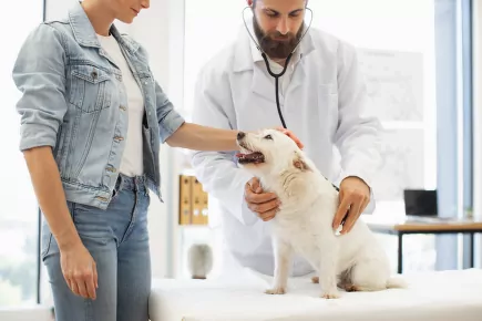 Veterinář zkoumá psa u majitele v ordinaci.