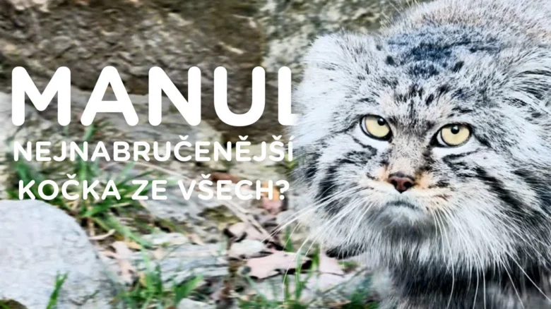 Portrét divoké kočky manul v přírodním prostředí.
