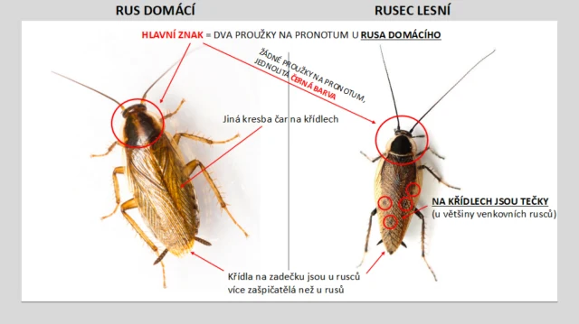Porovnání dvou druhů švábů pro identifikaci