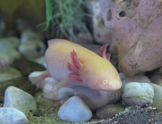 Pestřenec červený v akváriu na štěrku.
