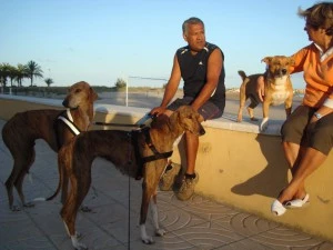 Azavak dogs with owners