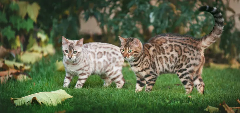 Dva leopardí koťata chodící po trávě v zahradě.