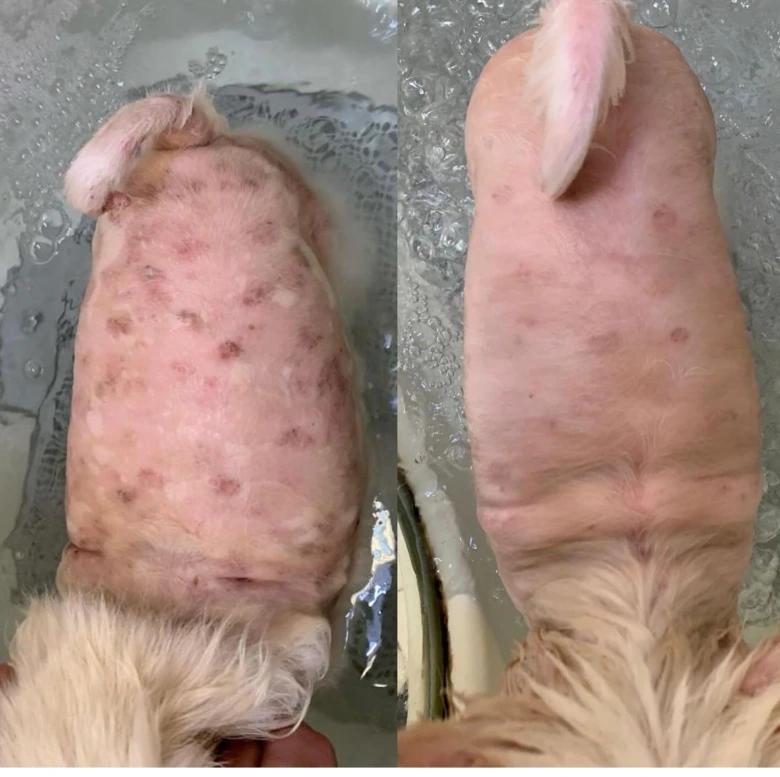 Zdravení po kastraci psa - před a po