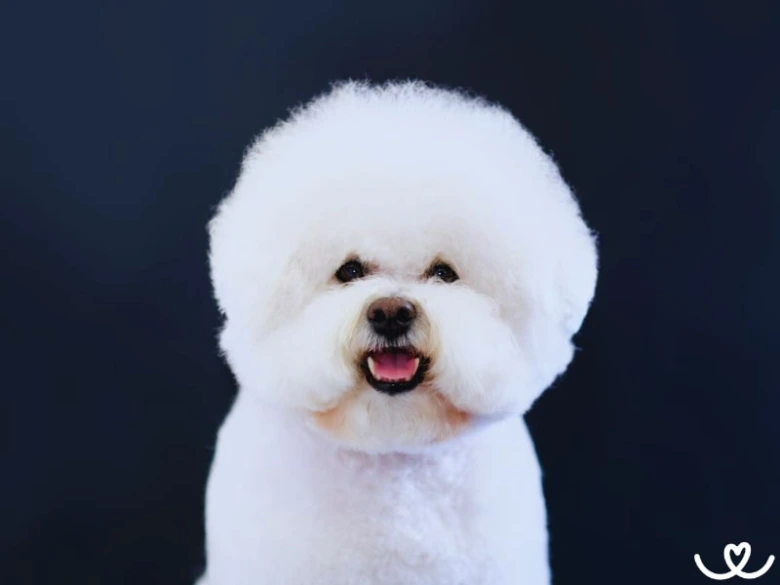 Bílý hypoalergenní pes plemene bichon frisé na tmavém pozadí.