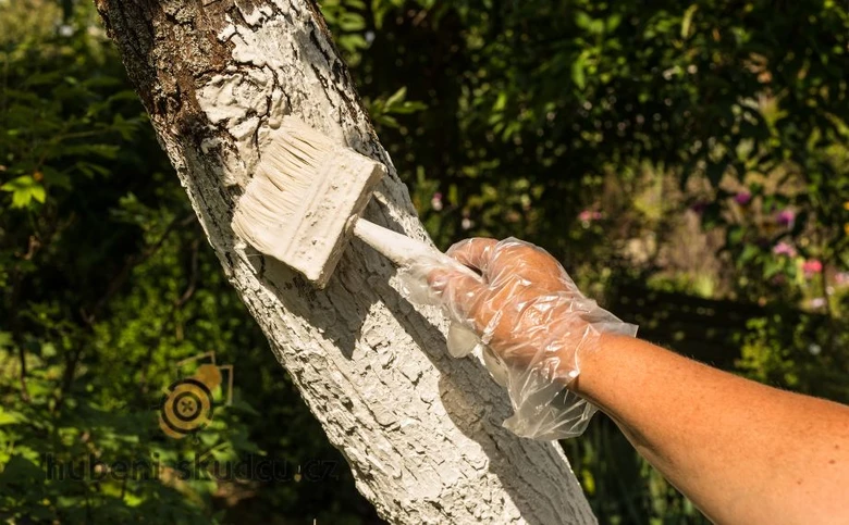 Nátěr vápenný na stromy – aplikace štětcem