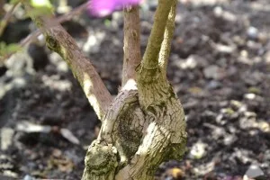 Bougainvillie s tlustými stonky a růžovými květy.