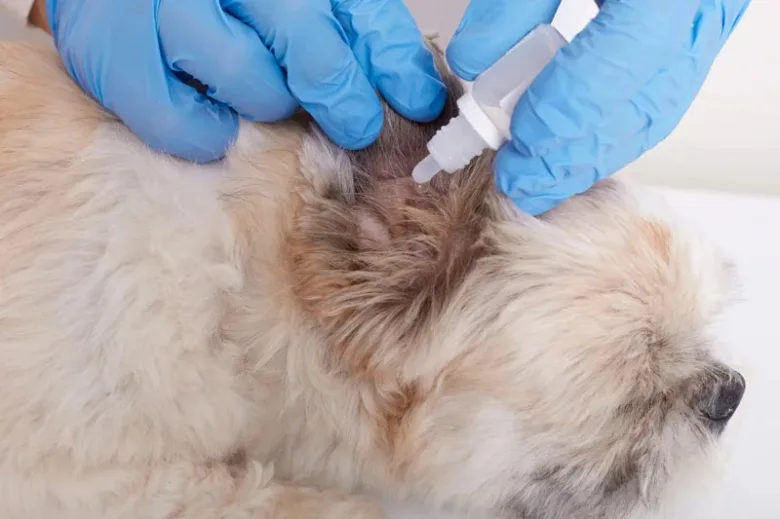 Veterinář aplikuje kapky do ucha psa.