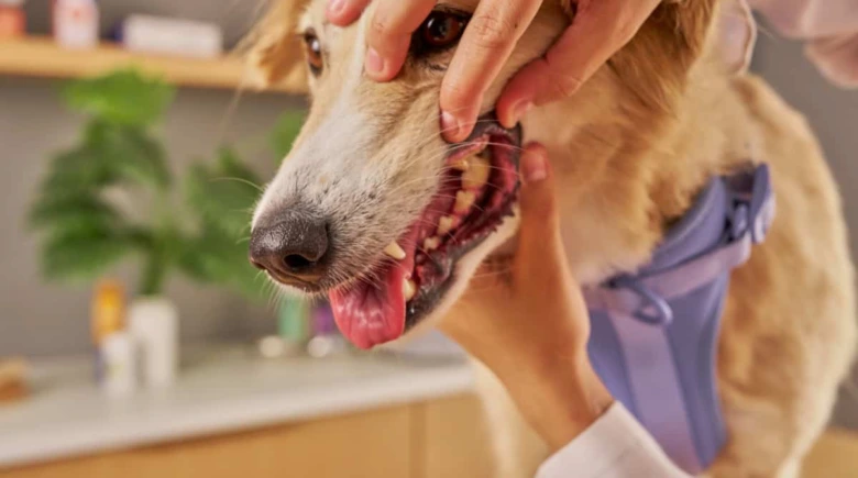 Zlatý retrívr vyšetřovaný veterinářem v ordinaci.
