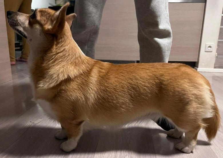 Portrétní fotografie welsh corgiho s krátkými nohama.