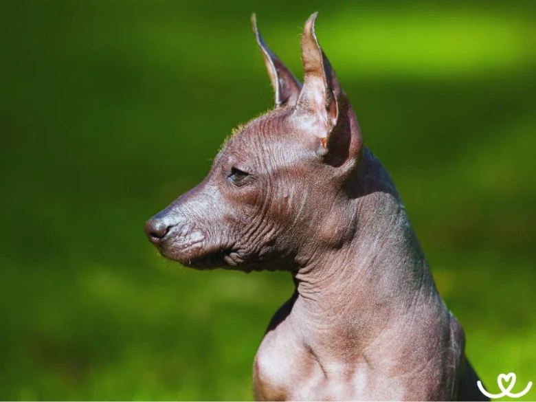 Profil bezsrstého psa plemene xoloitzcuintle na zeleném pozadí.