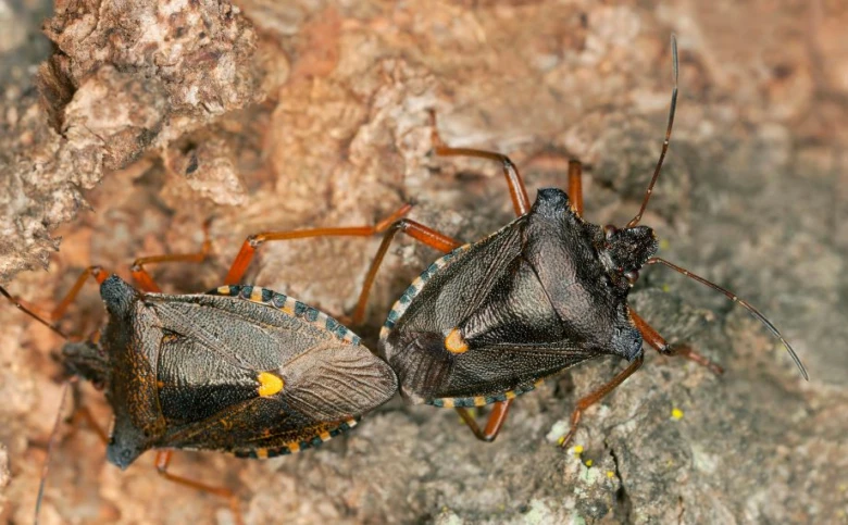 Dvě ploštice na kůře stromu - přírodní fotografie.