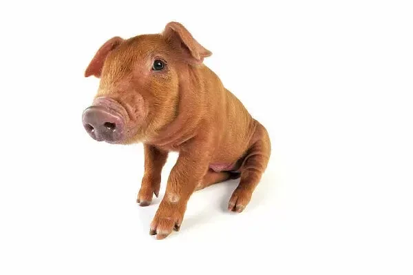 Malý prasátko plemene Duroc sedící na bílém pozadí.