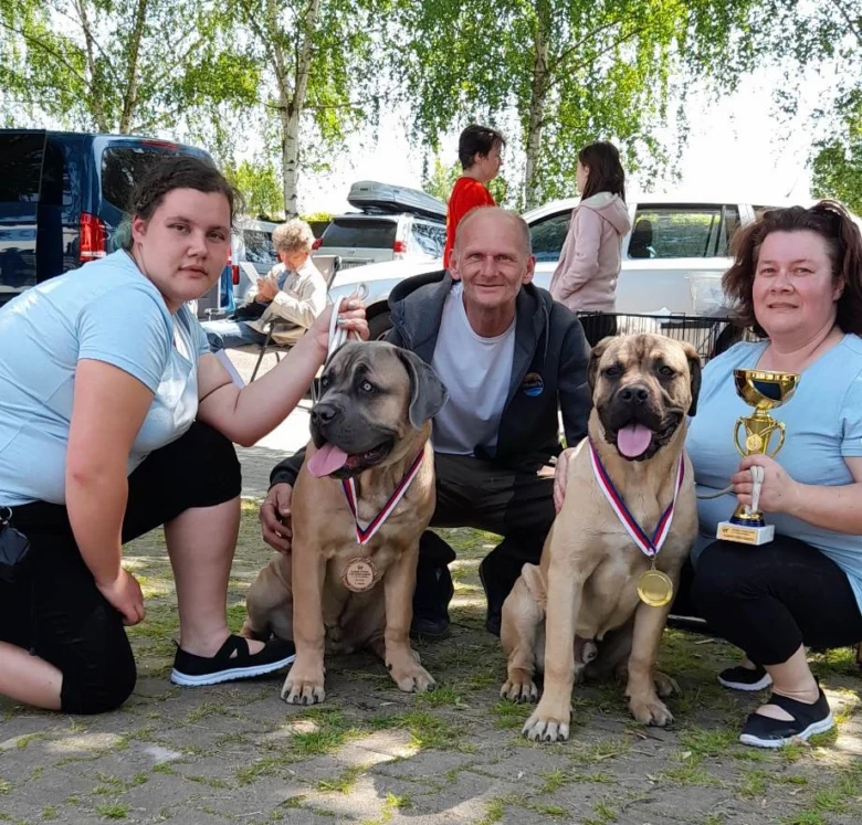 Dva psi rasy Kane Corso s medailemi a poháry na venkovní akci.