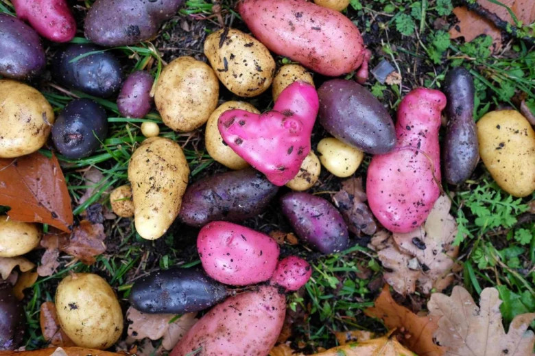 Různé barevné brambory včetně modrých na zemi mezi trávou
