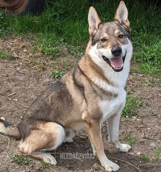 Český ovčák sedí venku na zemi s otevřenou pusou.