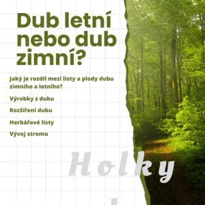 Porovnání dubu letního a zimního v lese