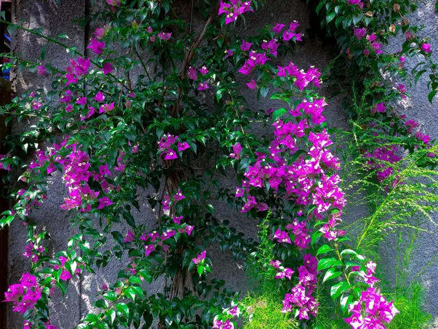Rozkvétající bougenvillea po stříhání na zdi