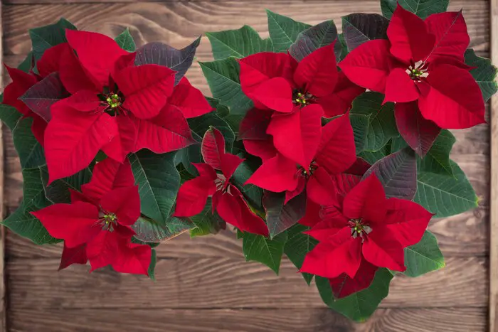 Červená pokojová rostlina poinsettia