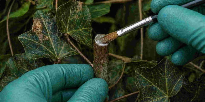 Ruka v rukavici aplikuje herbicid na řez stonku rostliny.
