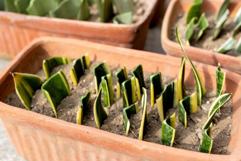 Řízky z rostliny Sansevieria zasazené do květináčů.