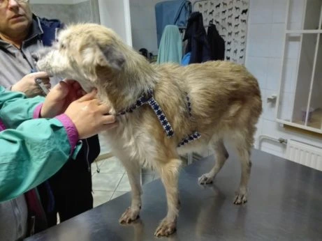 Pes při vyšetření u veterináře v klinice