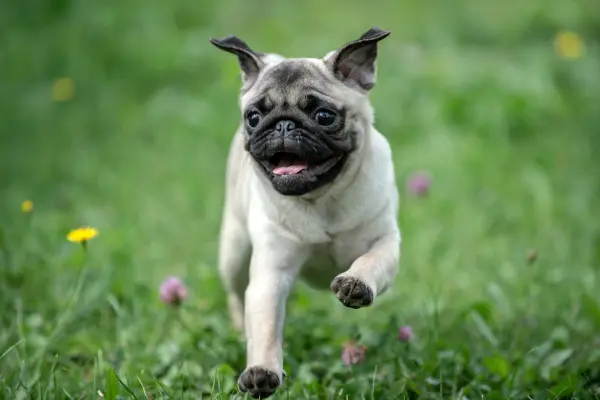 Malý pug pupák běží po trávě