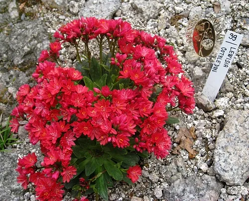 Červené květy rostliny Lewisia mezi skály v zahradě.