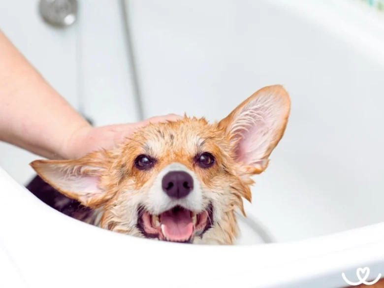 Mokrý welsh corgi pembroke v koupeli s rukou majitele.