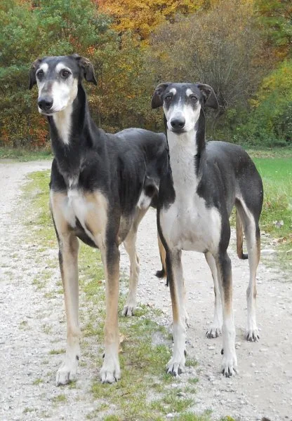 Two greyhounds standing outdoors