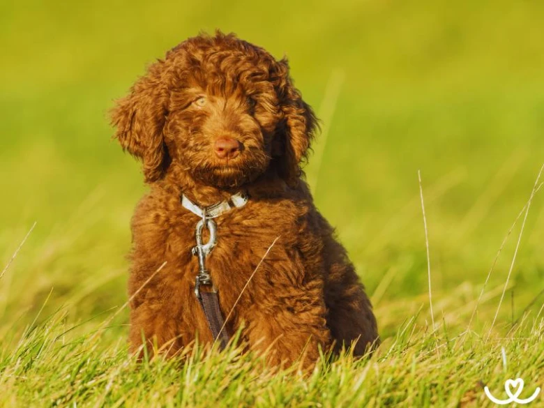 Hnědý labradoodle štěňátko sedí na trávníku.