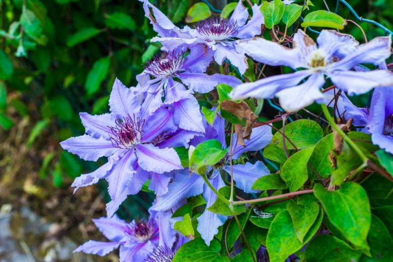 Fialové květy clematis rostoucí na keři v zahradě.