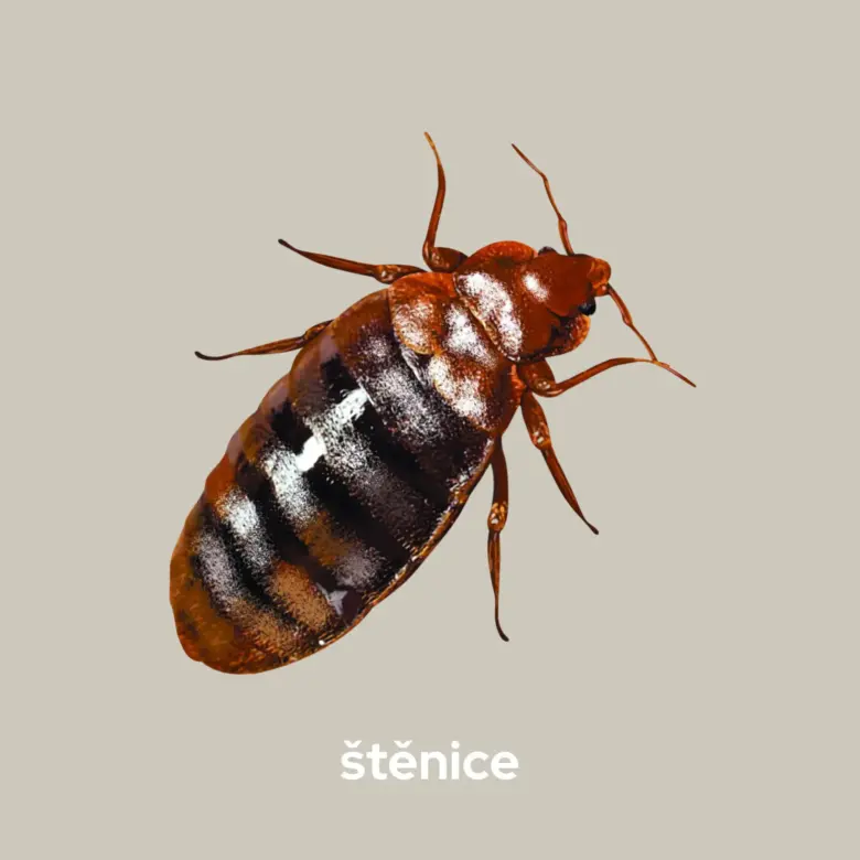 Drobný hmyz, štěnice postelová.