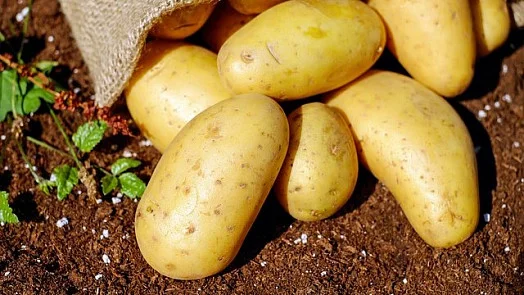 Čerstvé žluté brambory vylijející se z pytlo na půdě.